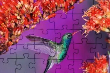 Humming Bird jigsaw puzzle