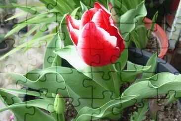 Tulipan jigsaw puzzle