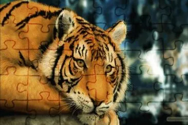 Tigre