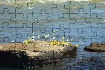 Borboletas jigsaw puzzle
