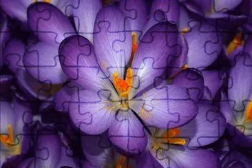 FLORES jigsaw puzzle