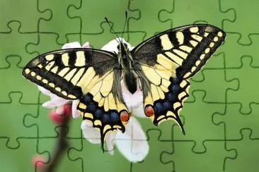 mariposa jigsaw puzzle