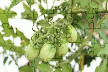 TOMATINHOS