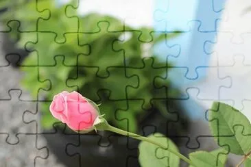 BOTÃƒO DE ROSA jigsaw puzzle