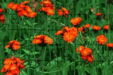 Ã©perviÃ©res orangÃ©es