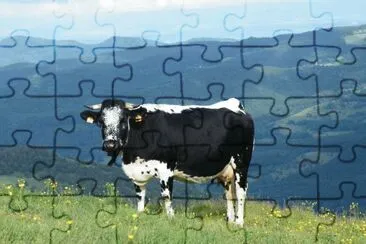 vache vosgienne jigsaw puzzle