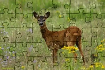 chevreuil jigsaw puzzle