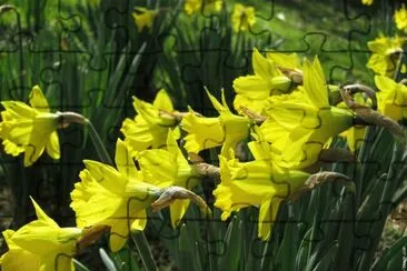 jonquilles