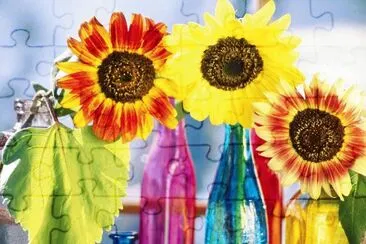 girasoles
