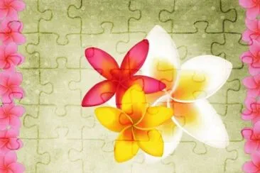 Plumeria