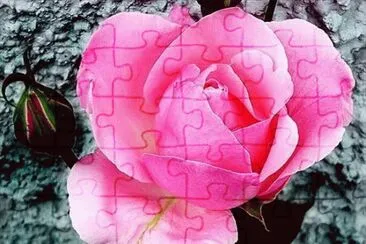 Pink rose jigsaw puzzle