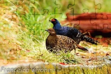 Birds