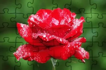Flor roja jigsaw puzzle