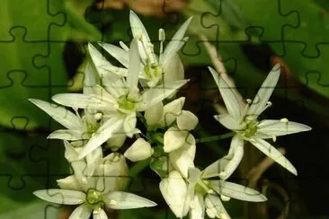 fleurs d 'ail des ours