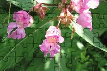 balsamine jigsaw puzzle