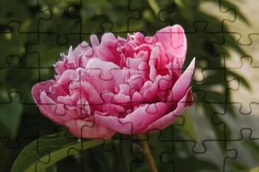 pivoine