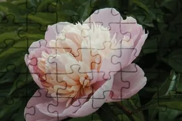 pivoine