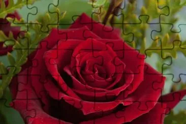 פאזל של Rosa Vermelha