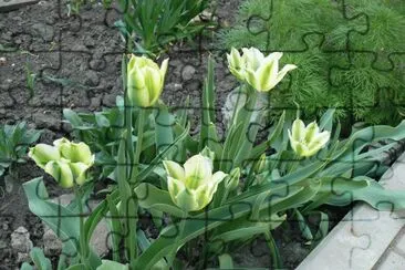 פאזל של Jardim