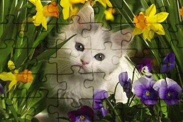 פאזל של spring