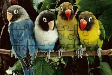 LORITOS jigsaw puzzle