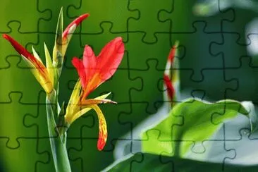 Flower jigsaw puzzle