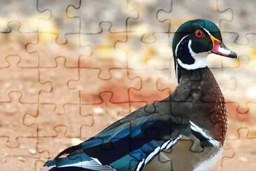 Duck