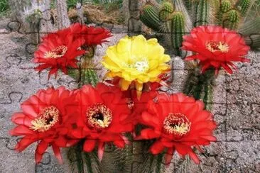 Cactus jigsaw puzzle