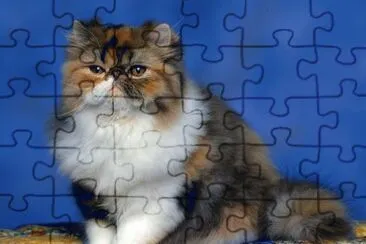 GATICO