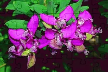 fleurs jigsaw puzzle