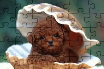 PERRITO EN CONCHA jigsaw puzzle