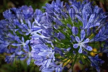 fleurs jigsaw puzzle