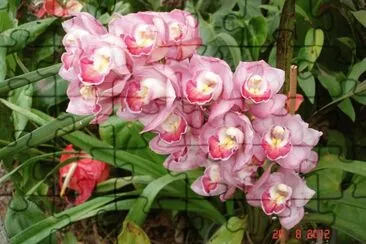 Orquidea jigsaw puzzle