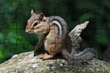 MARSU jigsaw puzzle