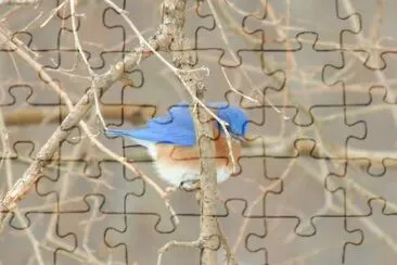 Bluebird on a Cold Day jigsaw puzzle