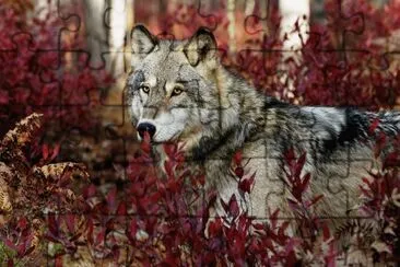 LOBO jigsaw puzzle