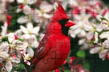 CARDENAL jigsaw puzzle