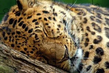 LEOPARDO jigsaw puzzle