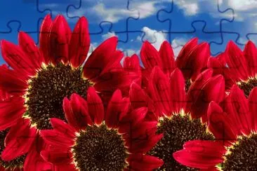 Flores jigsaw puzzle