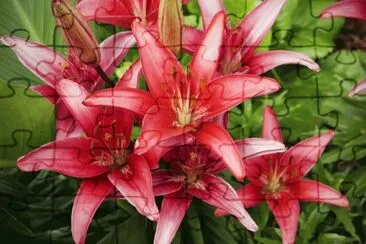 Flores jigsaw puzzle