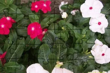 Morettinha flores Itamonte jigsaw puzzle