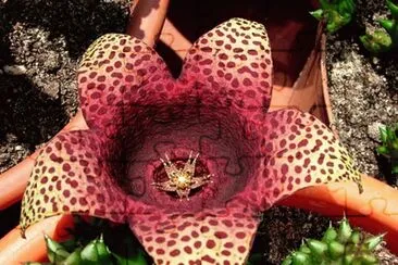 Tavaresia Barcklyii jigsaw puzzle