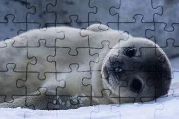 CrÃ­a de Foca de Weddell jigsaw puzzle