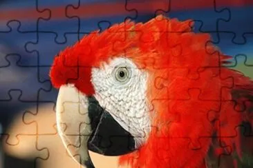 Guacamayo (Ara Macao) jigsaw puzzle