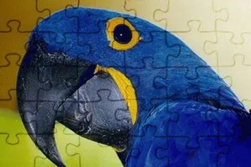 Guacamayo Spix - Brasil jigsaw puzzle