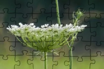 MARSU jigsaw puzzle