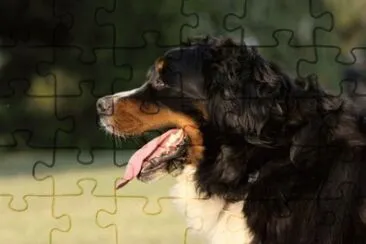 MARSU jigsaw puzzle