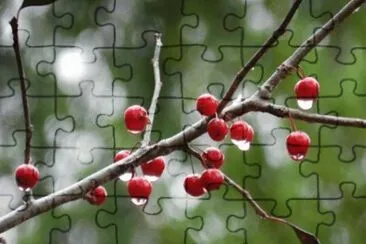 MARSU jigsaw puzzle