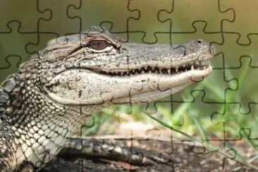 פאזל של MARSU