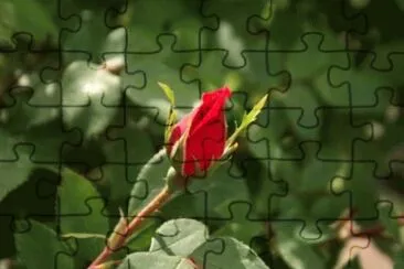 MARSU jigsaw puzzle